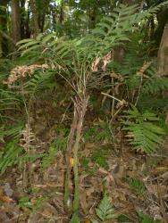 Blechnum fraseri. Mature plant with a short, slender, woody trunk.
 Image: L.R. Perrie © Te Papa CC BY-NC 3.0 NZ